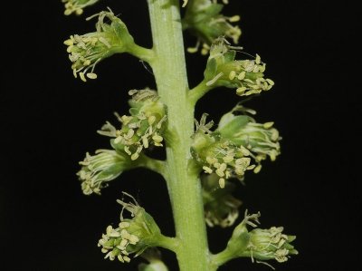 Resedaceae