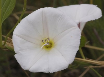 Convolvulus arvensis. White form close-up.