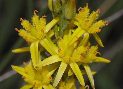 Bog asphodel family (Nartheciaceae)
