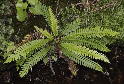 The ferns and horsetails (Pteropsida)