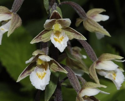 Epipactis palustris.