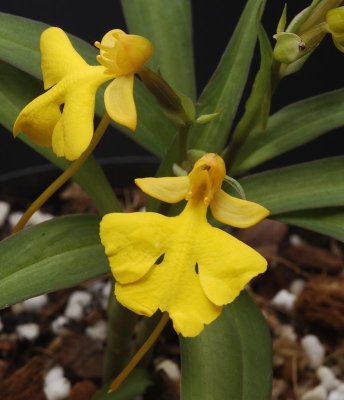 Habenaria rhodocheila Yellow. (Habenaria xantocheila)