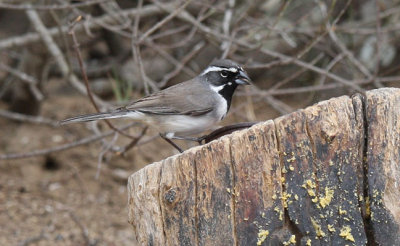 Black-throated Sparrow.jpg