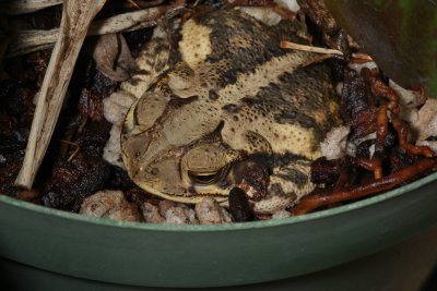 toad2.JPG