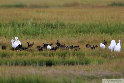 Ibis falcinelles et AigrettesBrigantine12 septembre 2009