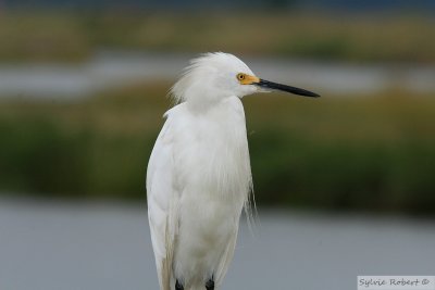 Aigrette neigeuseBrigantine12 septembre 2009