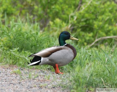 Canard colvert MallardDunany 24 mai 2008