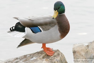 Canard colvert Laval 25 dcembre 2006