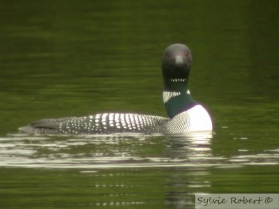 Plongeon huard Common loonDunany 1 juin 2003