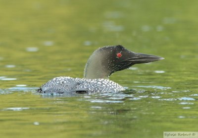 Plongeon huardCommon loon Dunany 23 juillet 2007