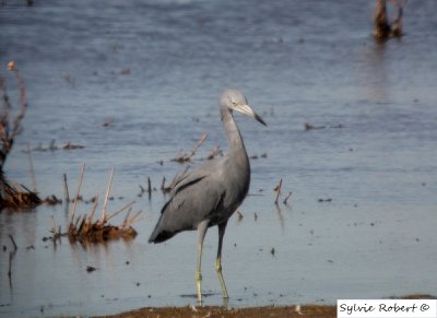 Aigrette bleue 1000 acres marsh 19 sept. 2008