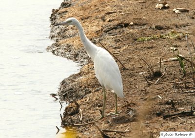 Aigrette bleue juvnile Brigantine 20 sept. 2008