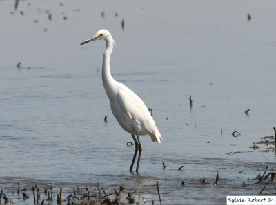 Aigrette neigeuse Prime Hook 18 sept. 2008
