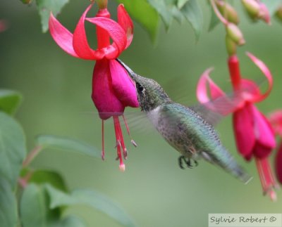 Colibri  gorge rubis mle juvnileJuvenile male Ruby-throated hummingbirdDunany9 aot 2007
