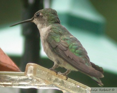 Colibri  gorge rubisFemale Ruby-throated hummingbirdDunany21 aot 2005
