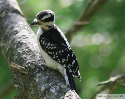 Pic chevelu juvnile femelleFemale juvenile Hairy woodpeckerDunany17 juin 2007
