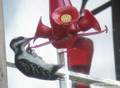 Pic chevelu femelle en mueFemale Hairy woodpecker moltingDunany11 juillet 2004