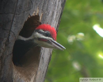 Grand pic juvnile au nidJuvenile male Pileated woodpecker at nest Dunany12 juin 2005