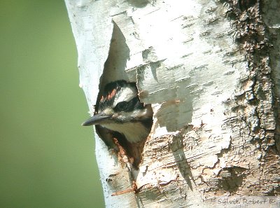 Pic chevelu juvnile au nidJuvenile male Hairy woodpecked at nestDunany27 mai 2006