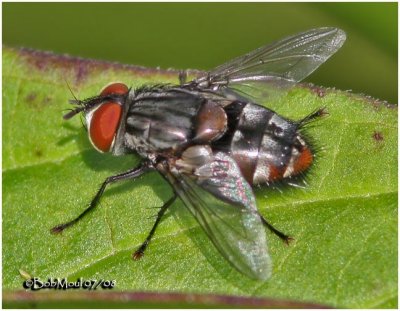 Flesh Fly-Male