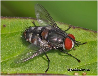 Flesh Fly-Male