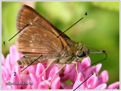 Little Glassy Wing-ID keys