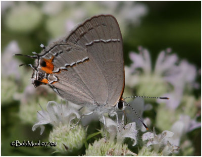 Gray Hairstreak