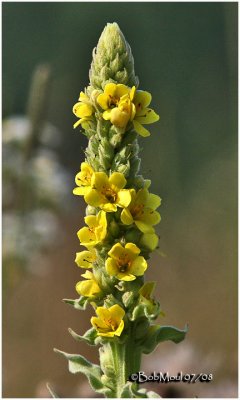 Common Mullein