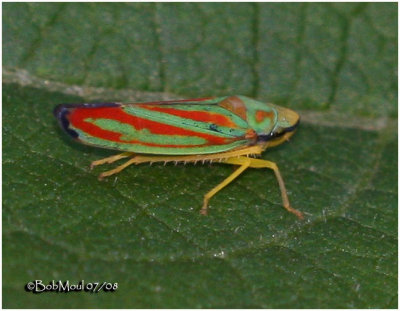 Red-banded Leaf Hopper