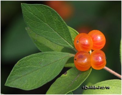 Morrow's Honeysuckle-Fruit