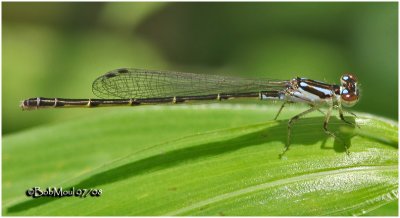 Fragile Forktail-Immature Female