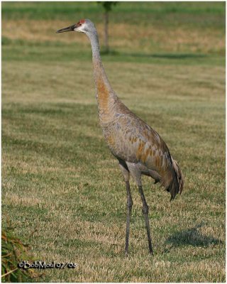 Sandhill Crane