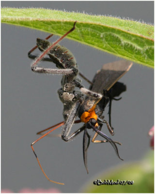 Wheel Bug w/prey