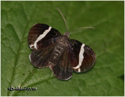 White-striped Black MothTrichodezia albovittalta #7430