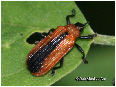 Locust Leaf Miner