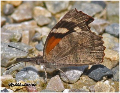 American SnoutLibytheana carinenta