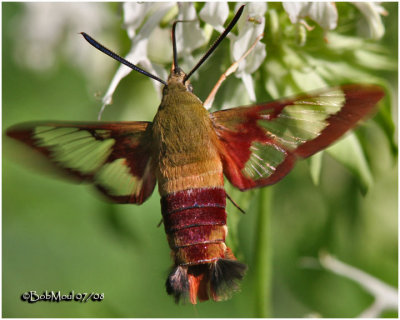 Hummingbird Clearwing Moth Hemaris thysbe #7853