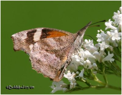 <h5><big>American Snout<br></big><em>Libytheana carinenta</h5></em>