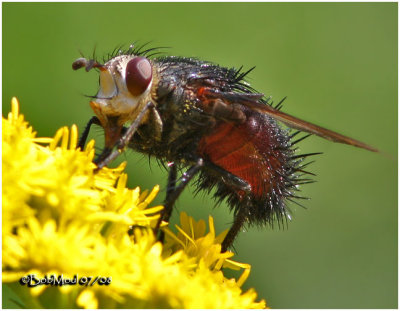 Tachinid Fly-Femlale