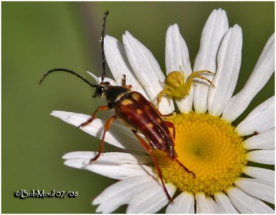 Banded Longhorn Beetle and Crab Spider