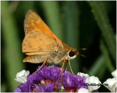 Sachem Skipper-Male