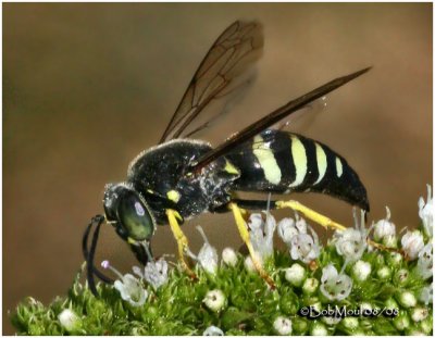 Tiphiid Wasp