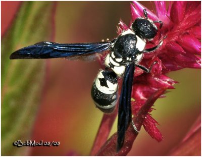 Mason Wasp