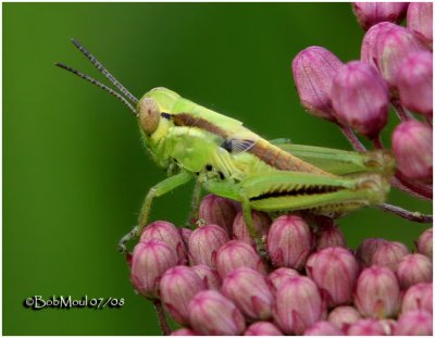 Short Horned Grasshopper-Nymph