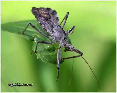 Wheel Bug