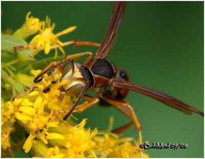 Northern Paper Wasp-Face Male