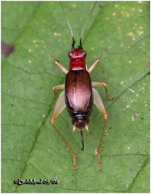 Red-headed Bush Cricket-Female