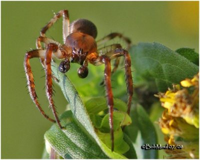 Orb Weaver-Male