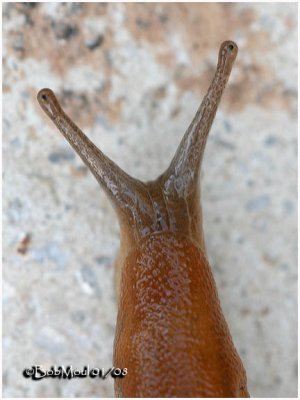 Slug's Eyes