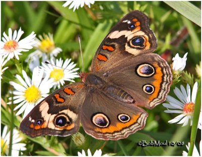 <h5><big>Common Buckeye<br></big><em>Junonia coenia</h5></em>